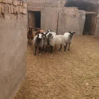 فروش بره ماده و نر رومانو|حیوانات مزرعه|بادرود, |دیوار