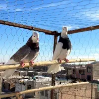 طوقی|پرنده|گرمسار, |دیوار