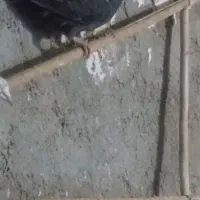 ۲۲ عدد کبوتر پرشی|پرنده|بشاریات, |دیوار