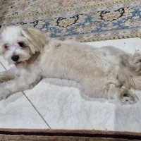 سگ ۸ ماهه شیتزو|سگ|قدس, شهرقدس|دیوار