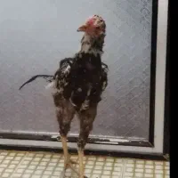 جوجه خروس لاری دو رگ|حیوانات مزرعه|چابهار, |دیوار