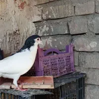 پیراهن لباس تیشرت.یال کرمانی مامله با جوجه المانی