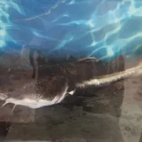 فروش  یا معاوضه با ماهی لوازم اکواریو