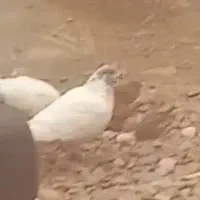 کفتر طوقی باشی سپه نر گمشده