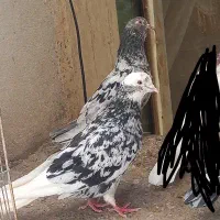 کبوتر سرور و شازده سرور انتیک قیمت مناسب
