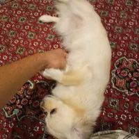 سگ پامر|سگ|مشکین‌دشت, |دیوار