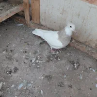 کلفه|پرنده|اردبیل, |دیوار