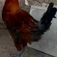 نیمچه خروس لری