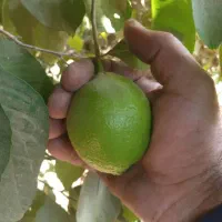 خریدوفروش انواع لیمو ها و پرتقال وپر ۱۴۵هزارتومان|خدمات باغبانی و درختکاری|دزفول, |دیوار