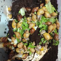 فروش حلزون به قیمت عمده|خزنده|شیراز, شهرک بزین|دیوار