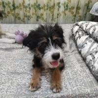 واگذاری توله شیتزو و اشپیتز|سگ|تهران, خرمشهر|دیوار