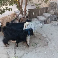 بوز|حیوانات مزرعه|کلاشی, |دیوار