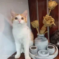دو عدد گربه زیبا