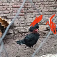 فروش مرغ سالم کیلو هم فروخته میشود