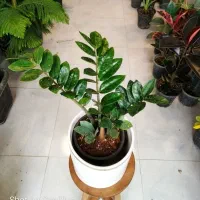 فروشگاه گل و گیاه آپارتمانی (طبیعی)|گل و گیاه طبیعی|تربتحیدریه, بی بی حسنیه|دیوار