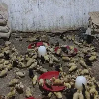 فروشندگی جوجه و اردک|حیوانات مزرعه|زابل, |دیوار