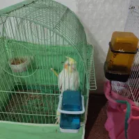 عروس هلندی