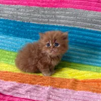 بریتیش پرشین