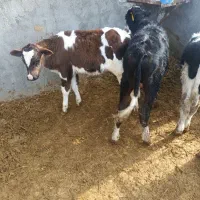 گوساله نر نود کیلویی