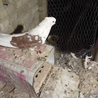 کبوتر پشتار