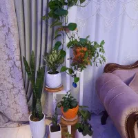 پایه گل تمام چوب ضد آب شیک و باکلاس