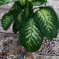 گل طبیعی دیفن