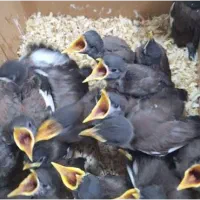 جوجه مینا شاه تخم و معمولی تاج دار طلایی شهریار