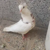 کبوتر|پرنده|نورآباد, |دیوار