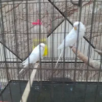 مرع عشق هلندی|پرنده|حمیدیه, |دیوار