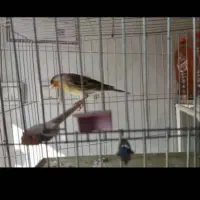 سهره قناری دهن داربا گوشی معاوضه میکنیم