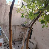 واحد 70 متری یک خواب|اجارهٔ آپارتمان|تهران, جوادیه تهرانپارس|دیوار