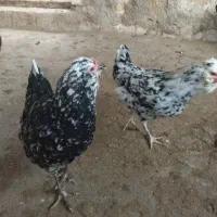 تخم مرغ ریشی ،گلین