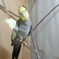 عروس هلندی|پرنده|رشت, کوی جام جم|دیوار