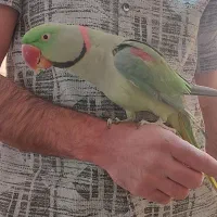 شاه طوطی ملنگو|پرنده|پیشوا, |دیوار