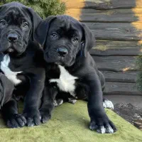 استثنایی ترین کین کورسو های ایران فوق کیفیت