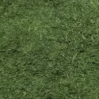 شویدترتازه محلی  شوید خشک محلی