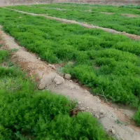 شوید و اسفناج