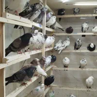 کبوتر بارجدید ۹/۱۰.دوشنبه .کفترتعداد.سواکن و جداکن|پرنده|کرج, حیدرآباد|دیوار