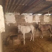 اسب مادیون خالص عربی|اسب و تجهیزات اسبسواری|اهواز, غیزانیه|دیوار