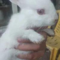 بچه خرگوش ..
