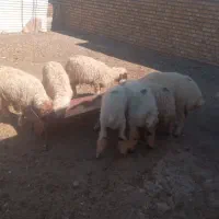 ۱۲عده شک ماده با یک شک جفتی ۵۰ داشتی