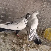 کفتر پرشی|پرنده|اردکان, |دیوار