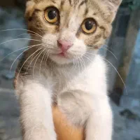 واگذاری رایگان  گربه ماده ۳ ماهه در ماکو