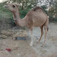 شتر نر|حیوانات مزرعه|میناب, |دیوار