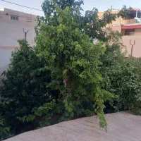 خونه-باغ