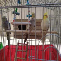 عروس هلندی|پرنده|الیگودرز, |دیوار