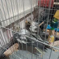 جوجه عروس هلندی