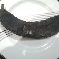 موز باستانی عصرحضرت نوح