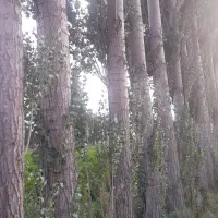 خرید چوب خشک تر نقدی