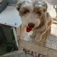 واگذاری سگ|سگ|شیراز, محراب|دیوار